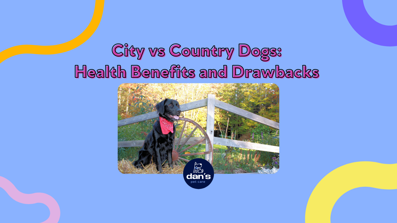 City vs Country Dogs: Health Benefits and Drawbacks 