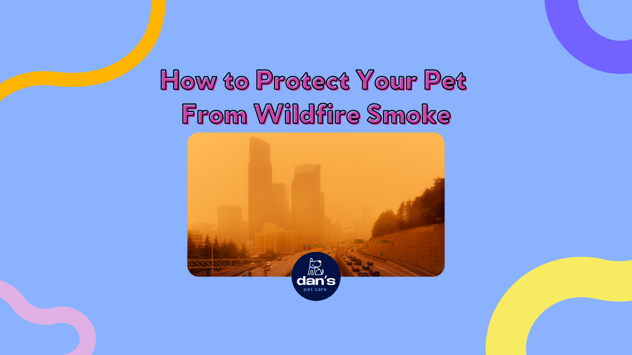 How to Protect Your Pet From Wildfire Smoke