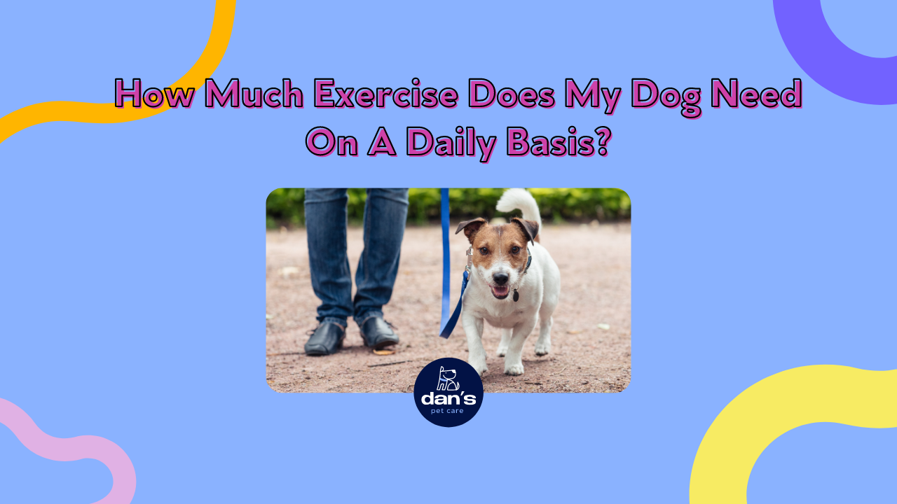 How Much Exercise Does My Dog Need On A Daily Basis?