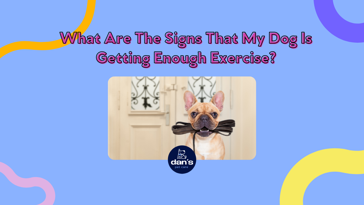 What Are The Signs That My Dog Is Getting  Enough Exercise?