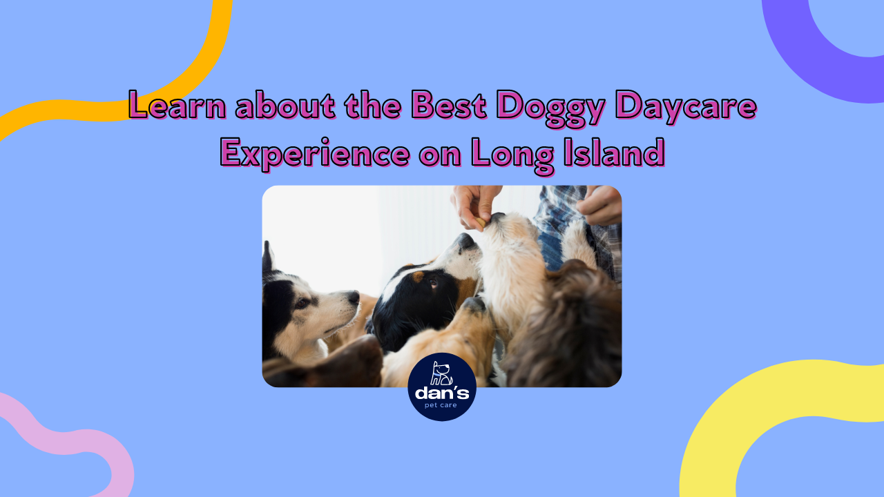Premier Doggy Daycare Experience Near Me in Glen Cove, Long Island