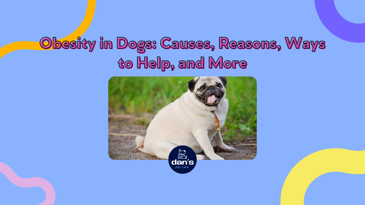 Obesity in Dogs: Causes, Reasons, Ways to Help, and More