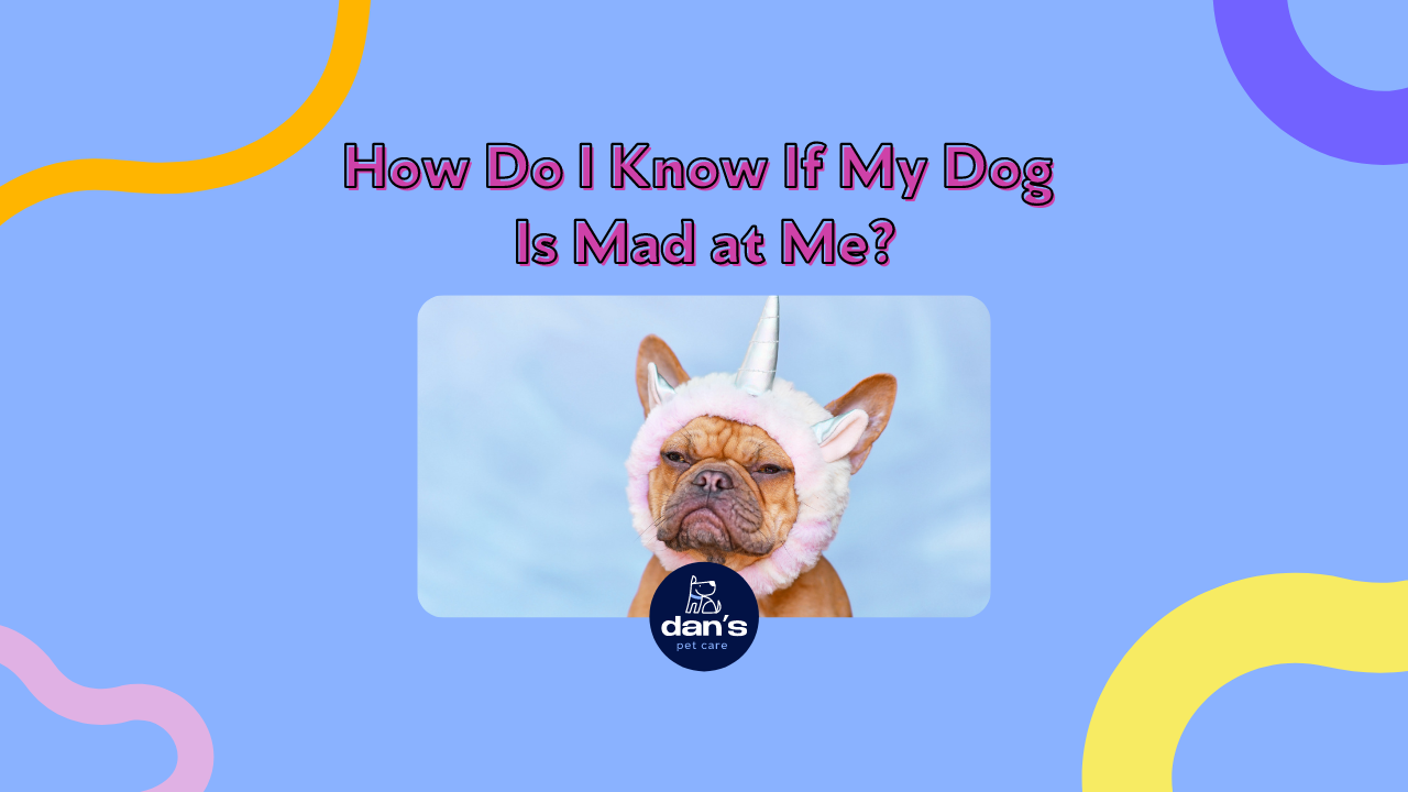 How Do I Know If My Dog Is Mad at Me?