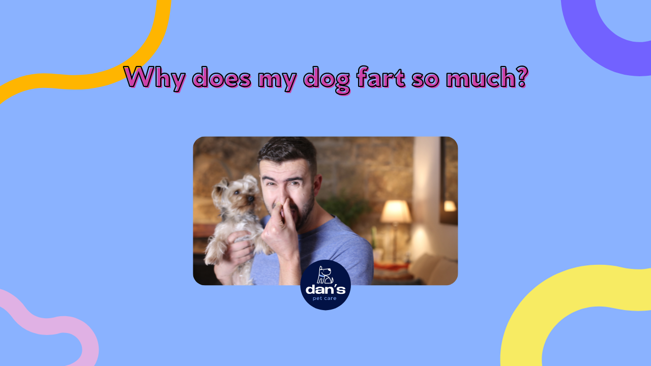 Why Does My Dog Fart So Much?