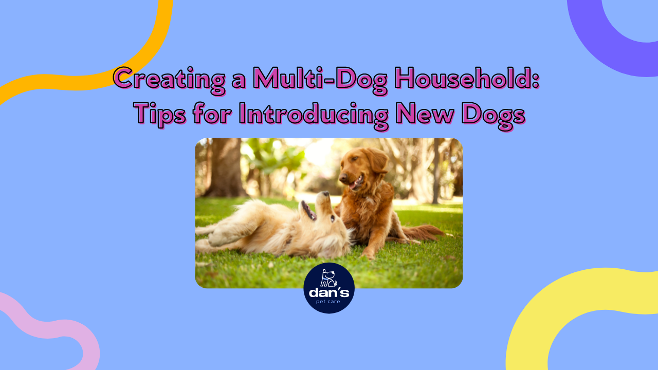 Creating a Multi-Dog Household: Tips for Introducing New Dogs