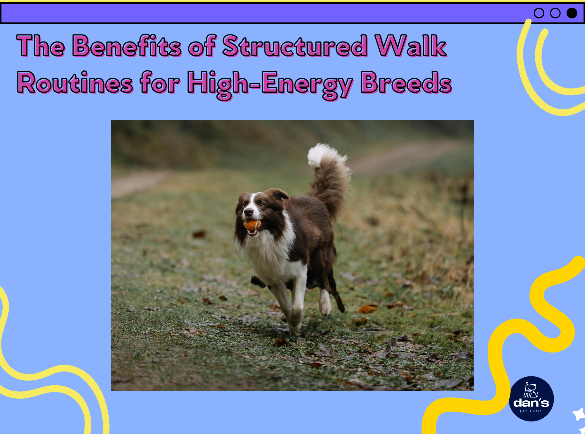 The Benefits of Structured Walk Routines for High-Energy Breeds