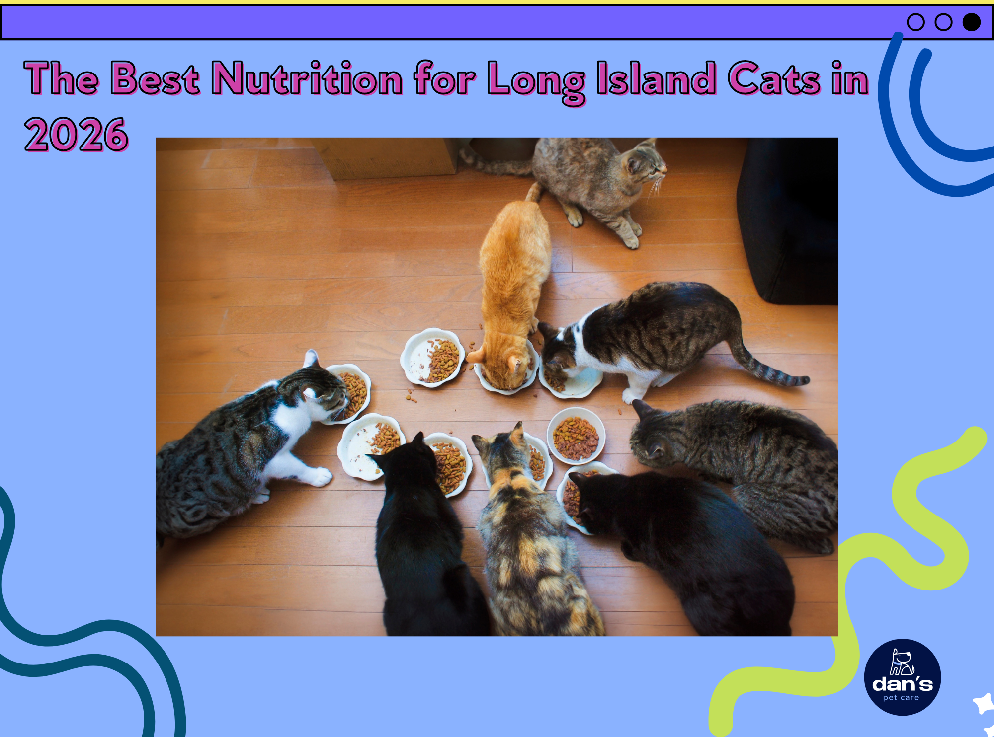 The Best Nutrition for Long Island Cats in 2026