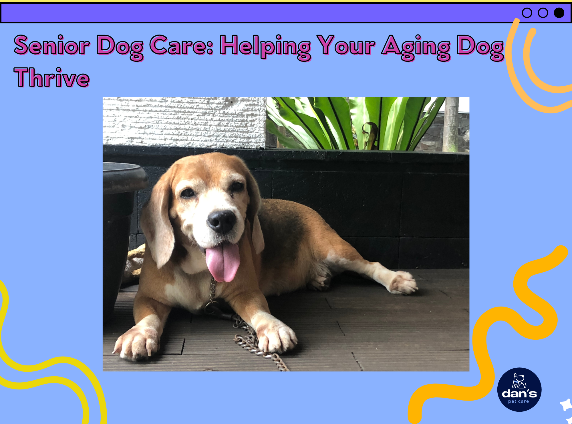 Senior Dog Care: Helping Your Aging Dog Thrive