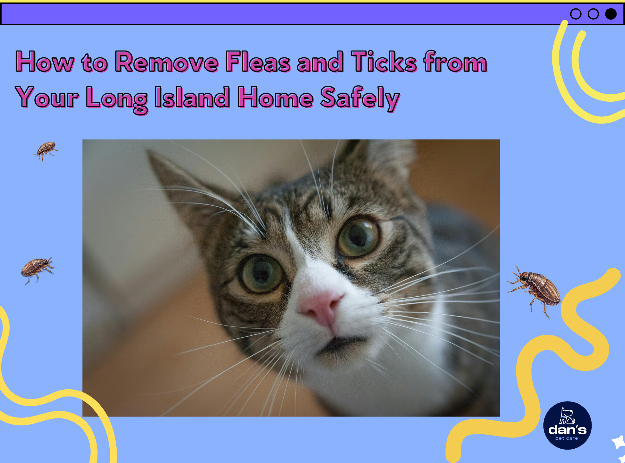 How to Remove Fleas and Ticks from Your Long Island Home Safely | Dan’s Pet Care