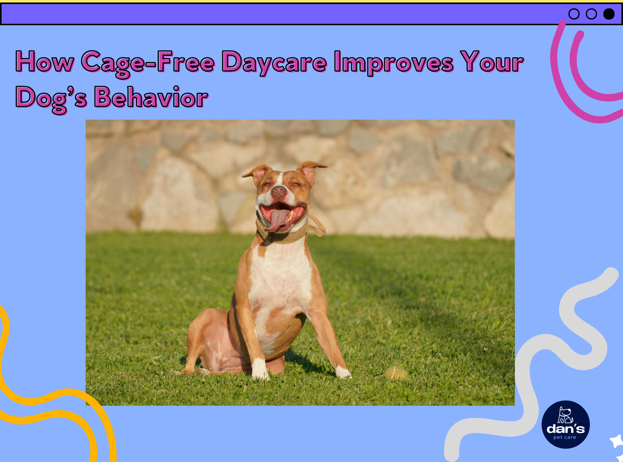 How Cage-Free Daycare Improves Your Dog’s Behavior | Dan’s Pet Care Long Island