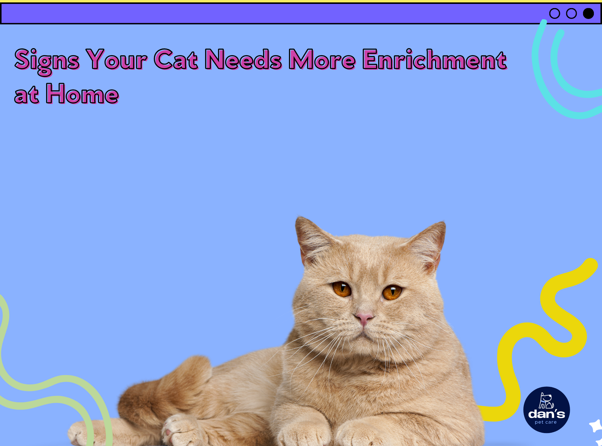 Signs Your Cat Needs More Enrichment at Home
