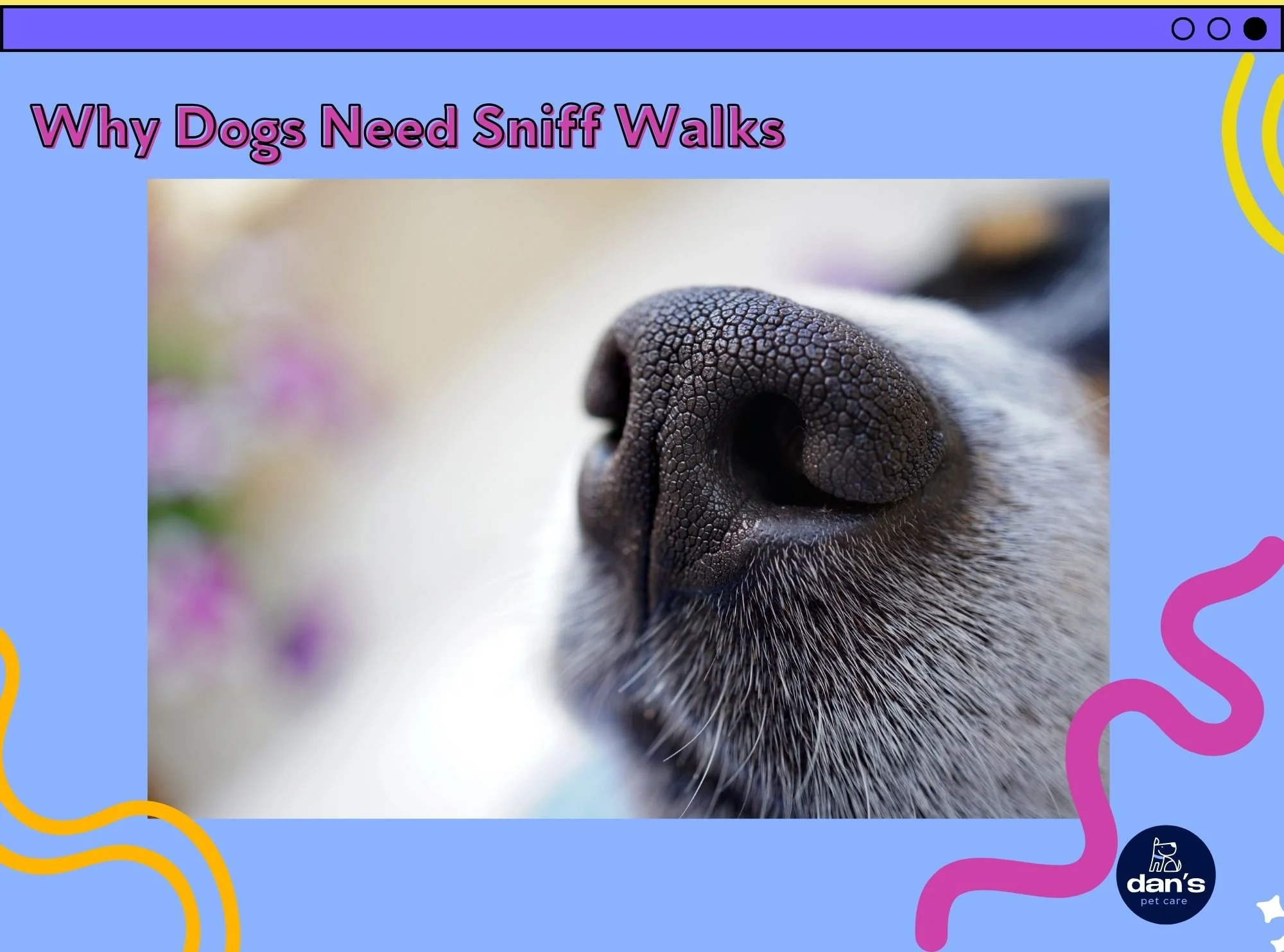 Why Dogs Need Sniff Walks