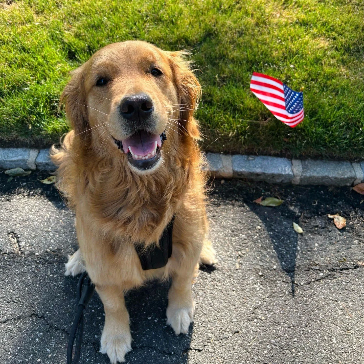 Happy 4th of July from Gracie! 🇺🇸🐾

⠀

Fireworks are fun for us humans, but they can be scary for our furry friends. Keep your pets inside, secure, and away from the booms tonight.

⠀

Have a safe and happy holiday, everyone!

⠀

#July4th #PetSafe