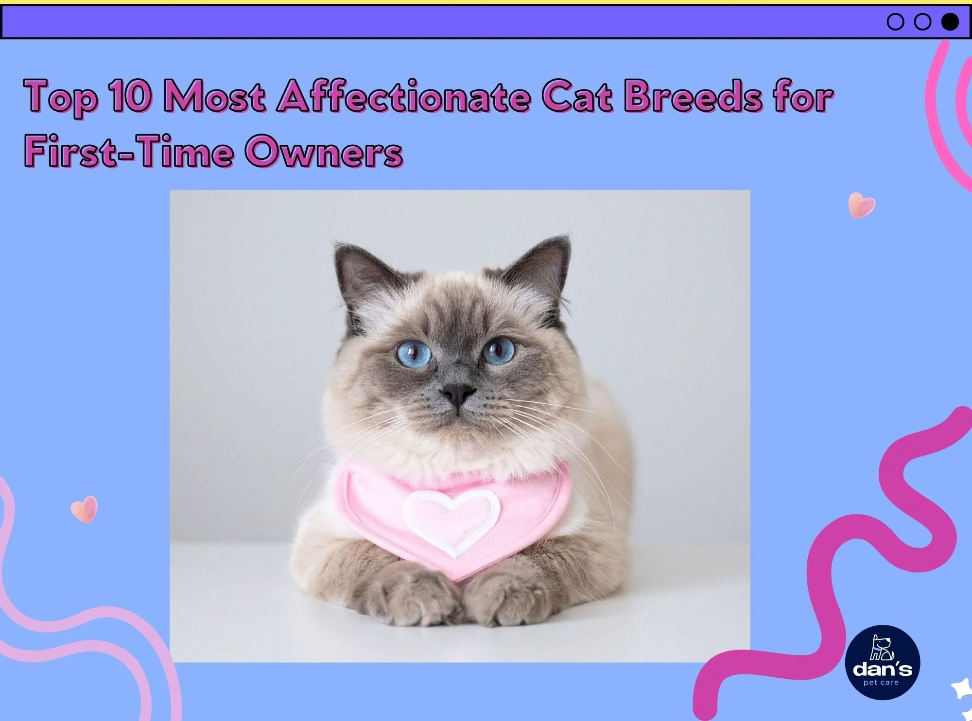 Top 10 Most Affectionate Cat Breeds for First-Time Owners