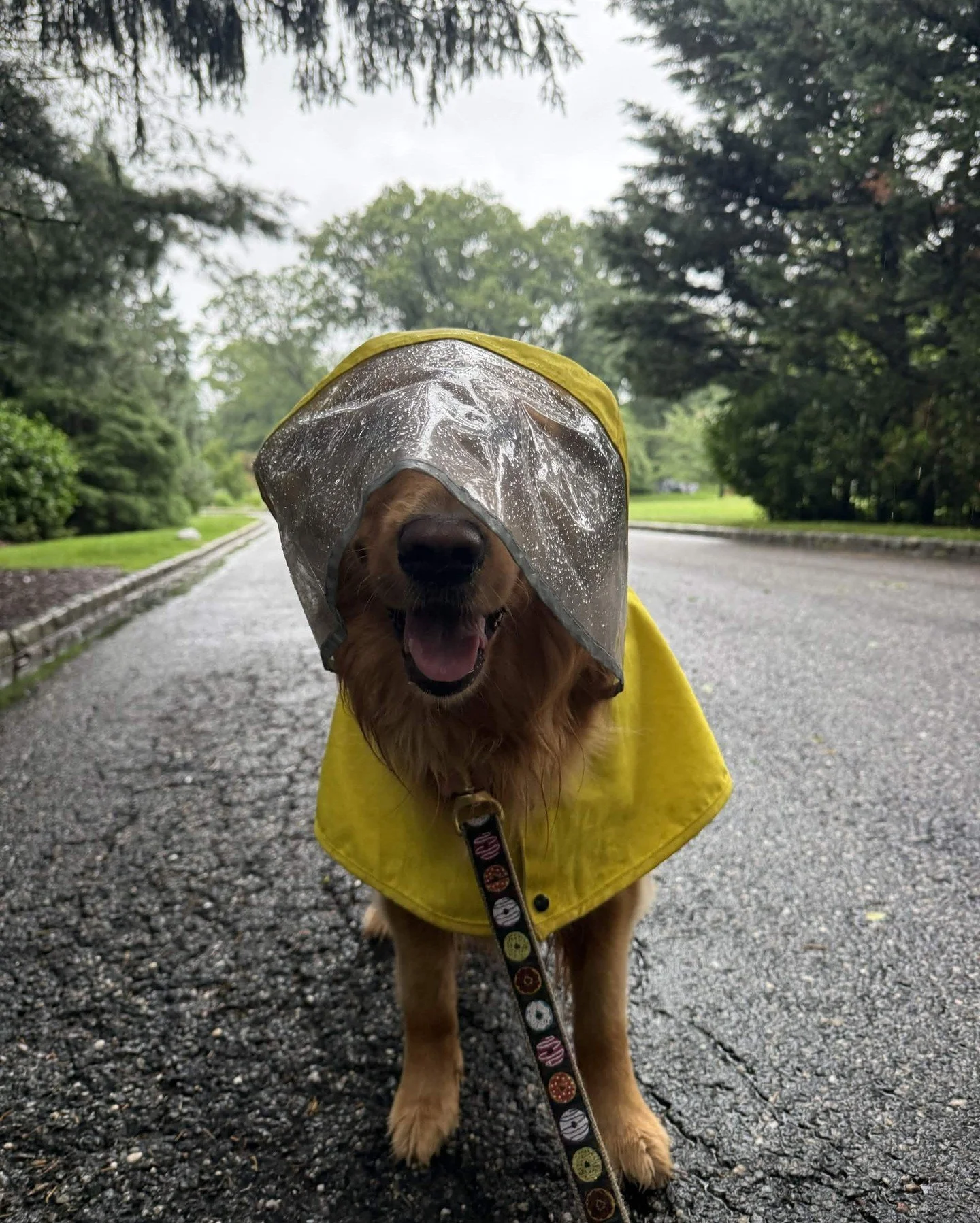 Rain doesn't check your dog's schedule.
⠀
Georgia still needed her walk today. So Georgia got her walk today.
⠀
Full raincoat. Clear hood. Zero complaints. That golden smile never dropped once.
⠀
Here's what most people miss: the easy days are easy. 