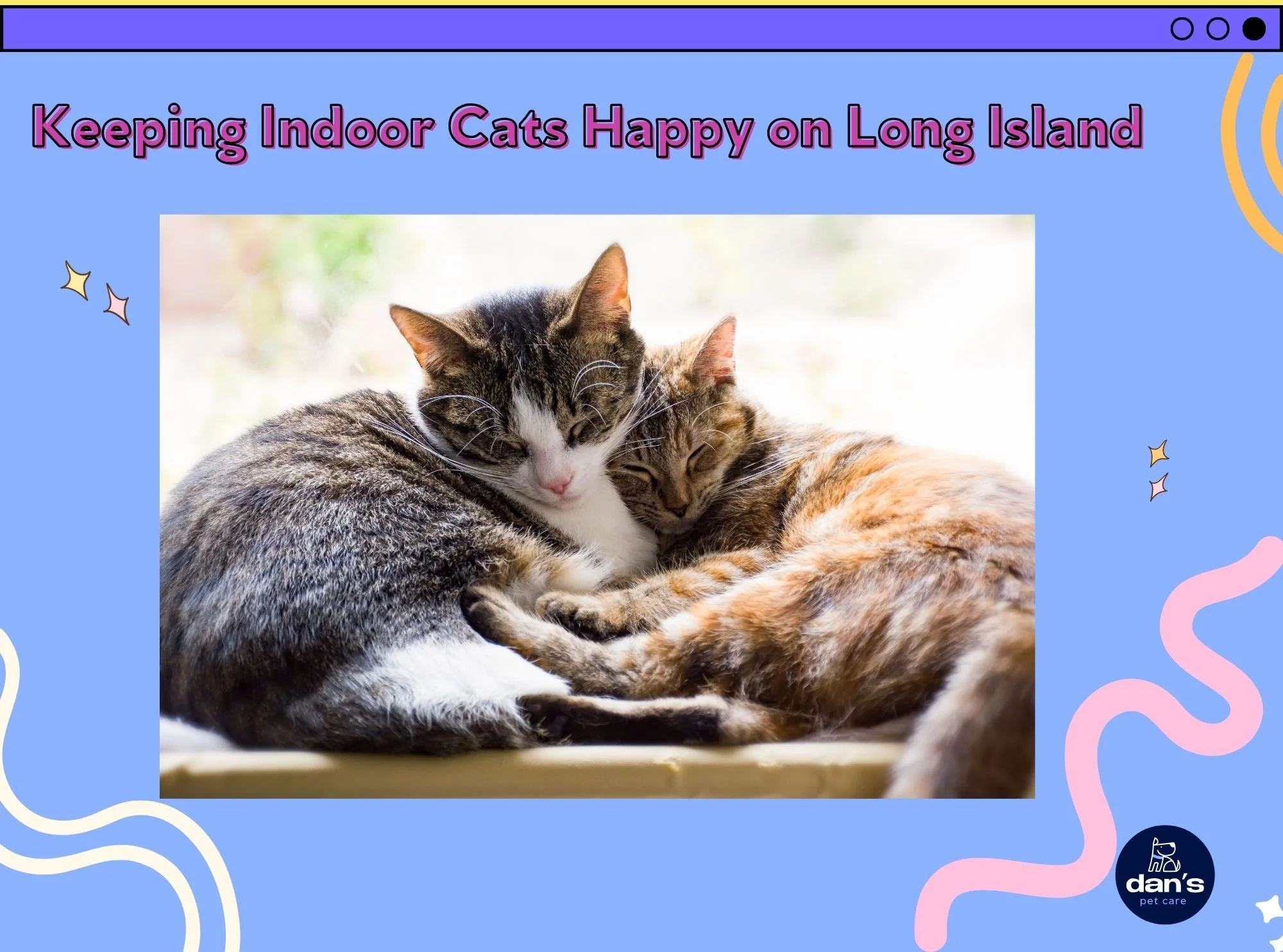 Keeping Indoor Cats Happy on Long Island 