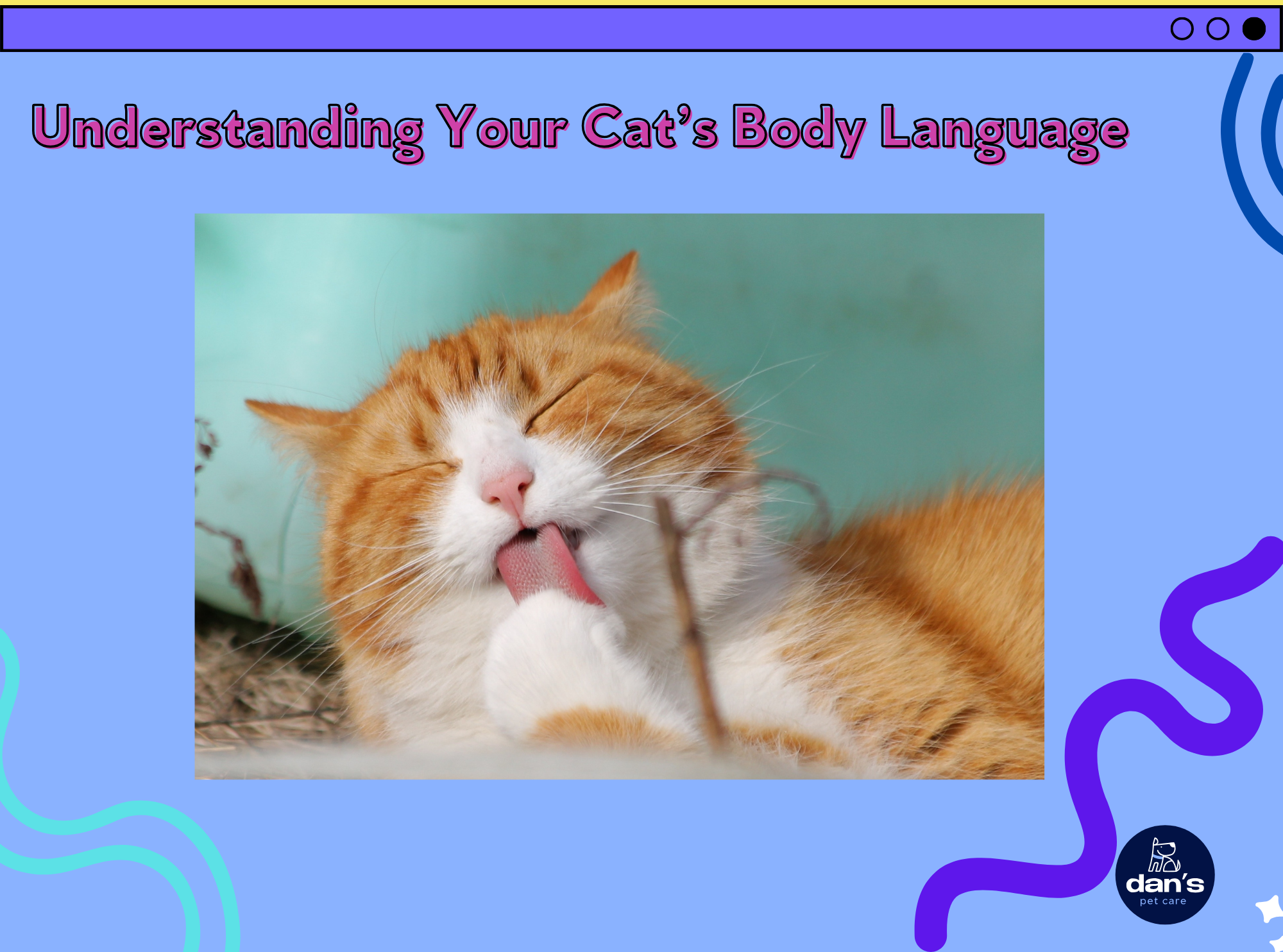 Understanding Your Cat’s Body Language 