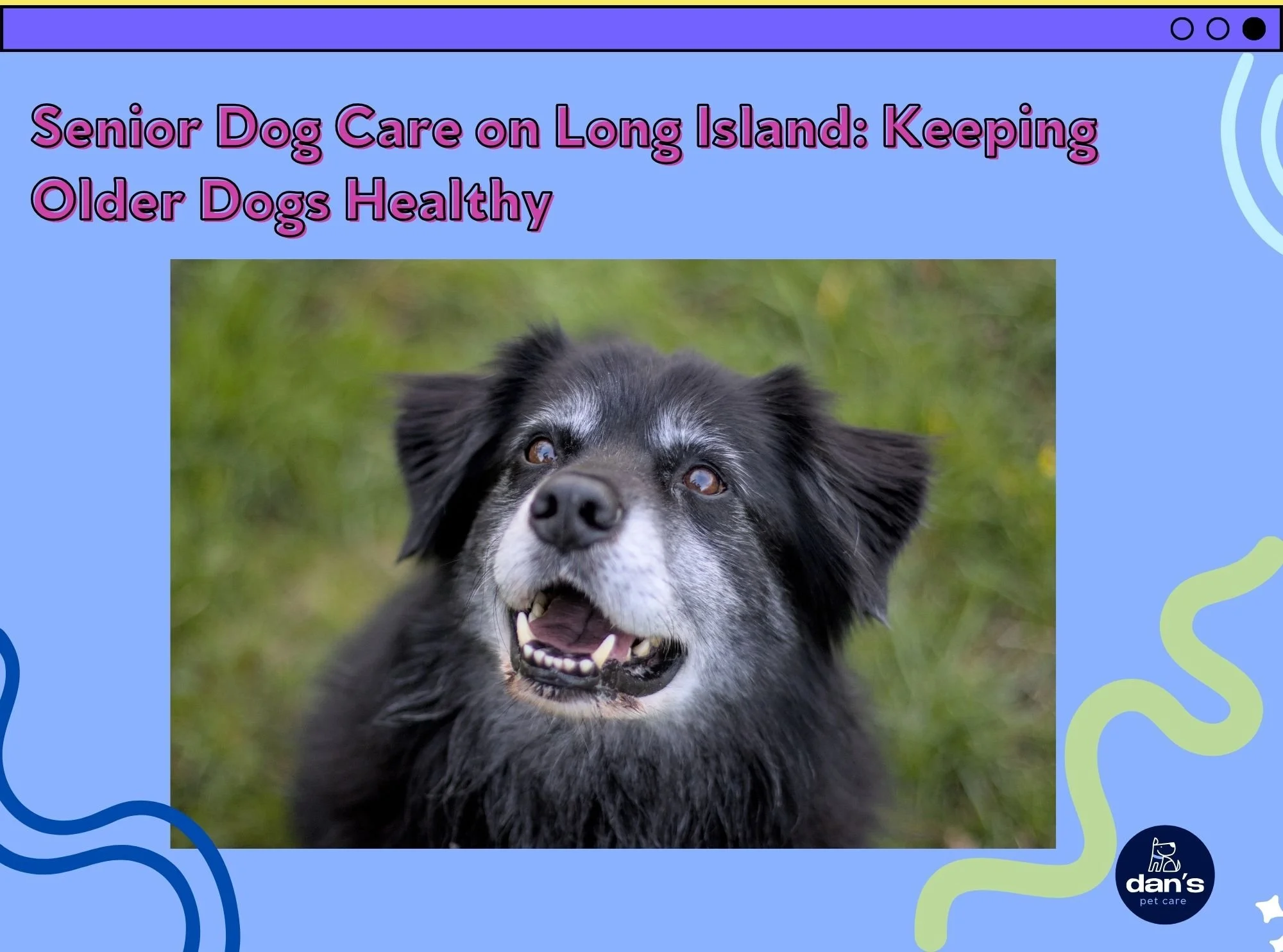 Senior Dog Care on Long Island: Keeping Older Dogs Healthy 