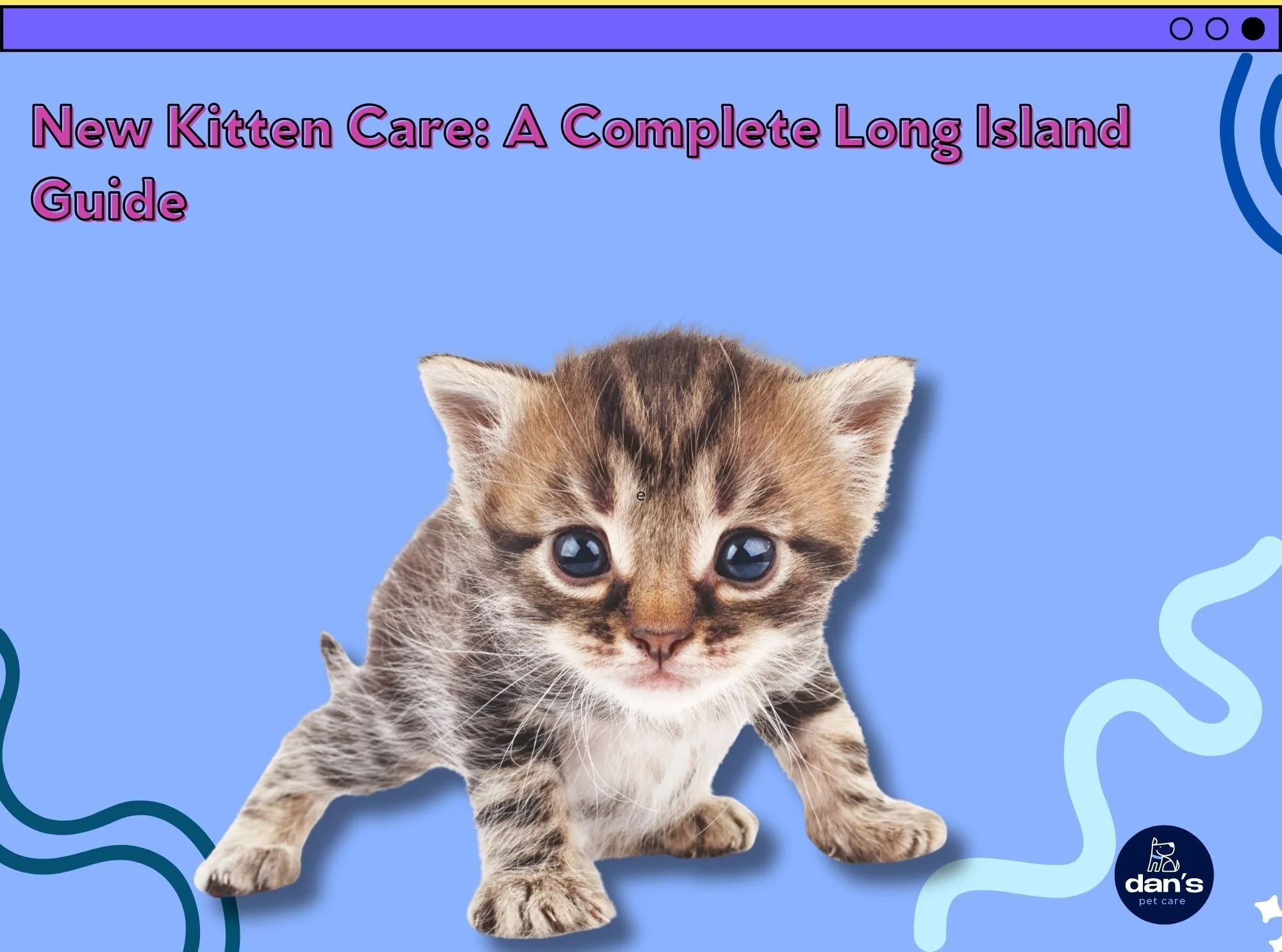 New Kitten Care: A Complete Long Island Guide 