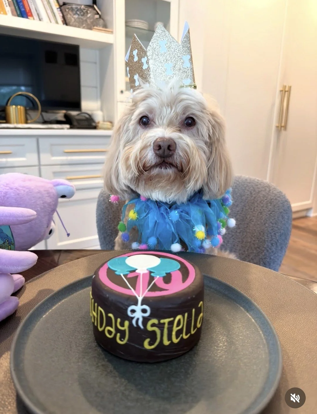 Double digits! 🎂 Stella turns 10 today &mdash; crown on, tutu fluffed, cake in front of her, and not a single crumb touched until we said go. Happy birthday, sweet girl. 🐾