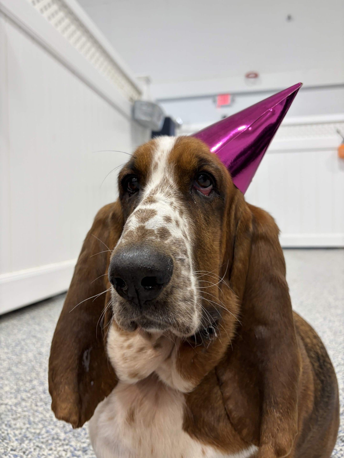 🎉 HAPPY BIRTHDAY, JOJO! 🎉

Our favorite basset hound celebrated her big day with us, and she did it in style. 💜

✅ Sparkly party hat (worn with maximum dignity)
✅ A photoshoot with her favorite Pet Care Specialist
✅ Birthday cheers from her beagle