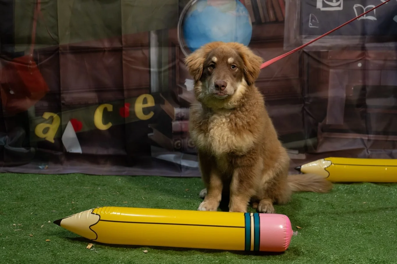 📸 PICTURE DAY at the coolest dog daycare in Glen Cove! 📸
⠀
No one blinked. A few drooled. Smokey wore a bow tie and made the whole class look underdressed 🎀
⠀
Our Back to School Bash brought 20 very good students to our cage-free daycare and board