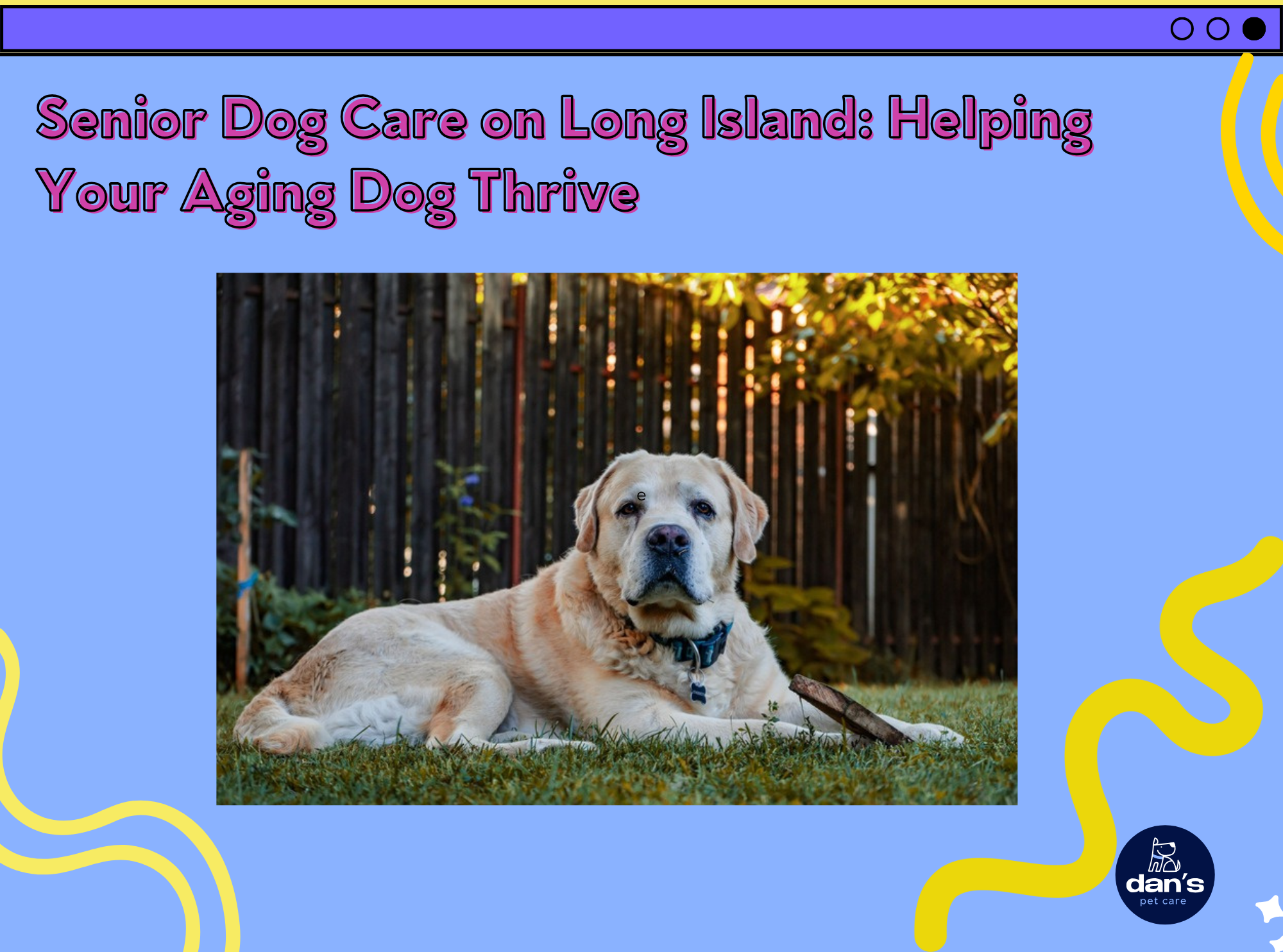 Senior Dog Care on Long Island: Helping Your Aging Dog Thrive | Dan's Pet Care