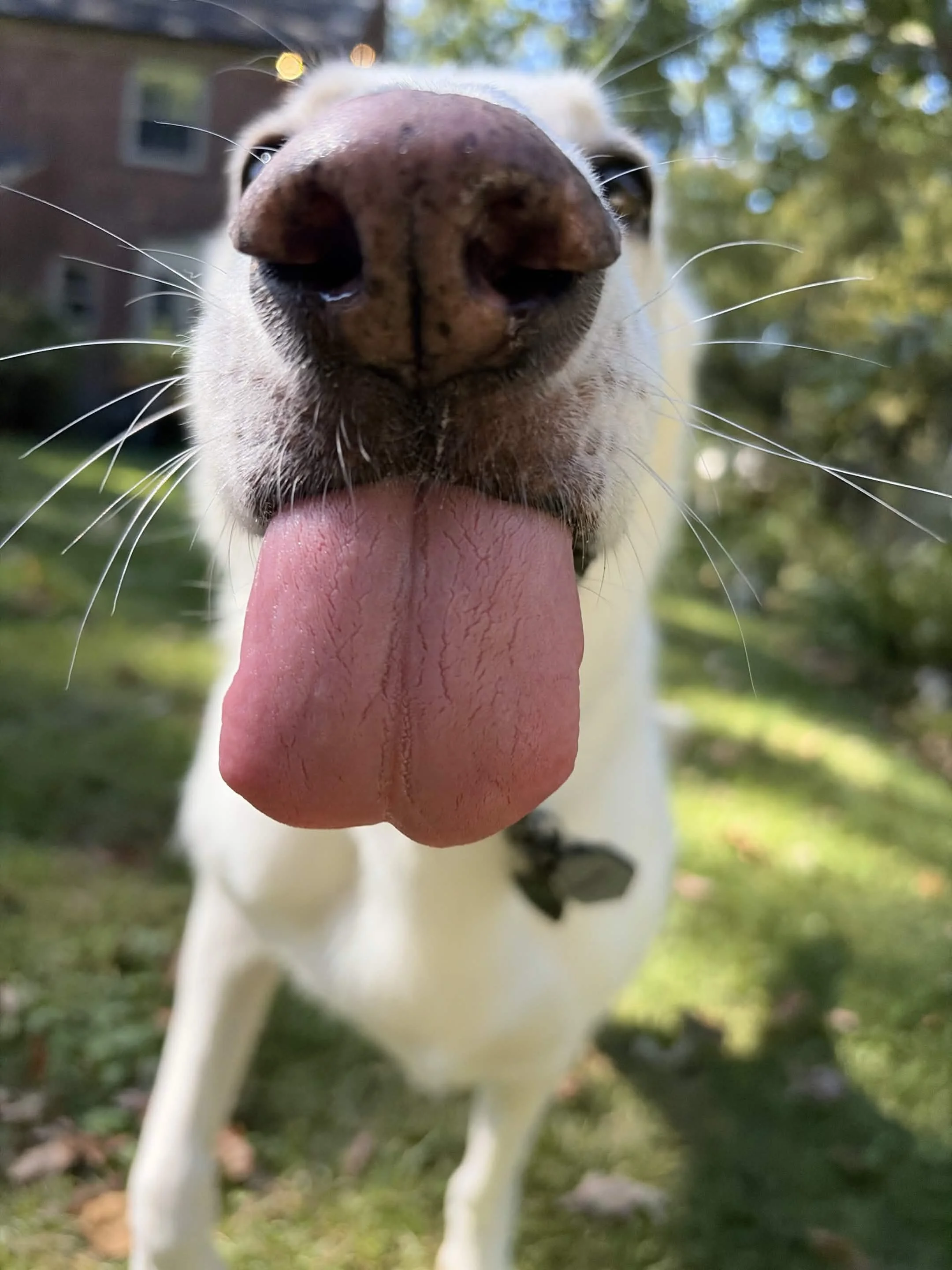😛 Tongue Out Tuesday on Long Island: 20 dogs, 1 cat, and absolutely zero shame 👅

Every week our Pet Care Specialists head out across Nassau and Suffolk County for dog walks, pet sitting visits, and potty breaks, and every week the pups remind us w