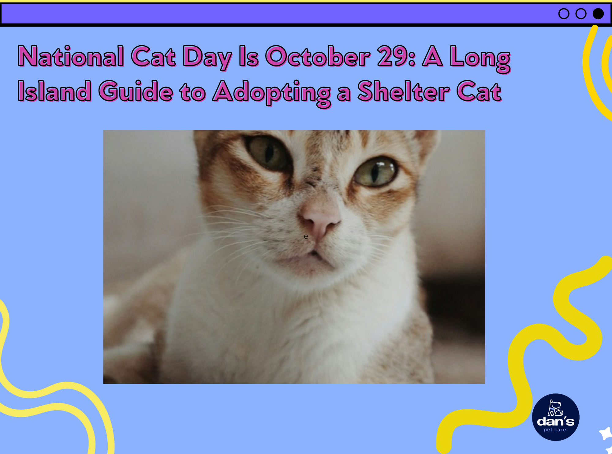 National Cat Day Is October 29: A Long Island Guide to Adopting a Shelter Cat | Dan's Pet Care