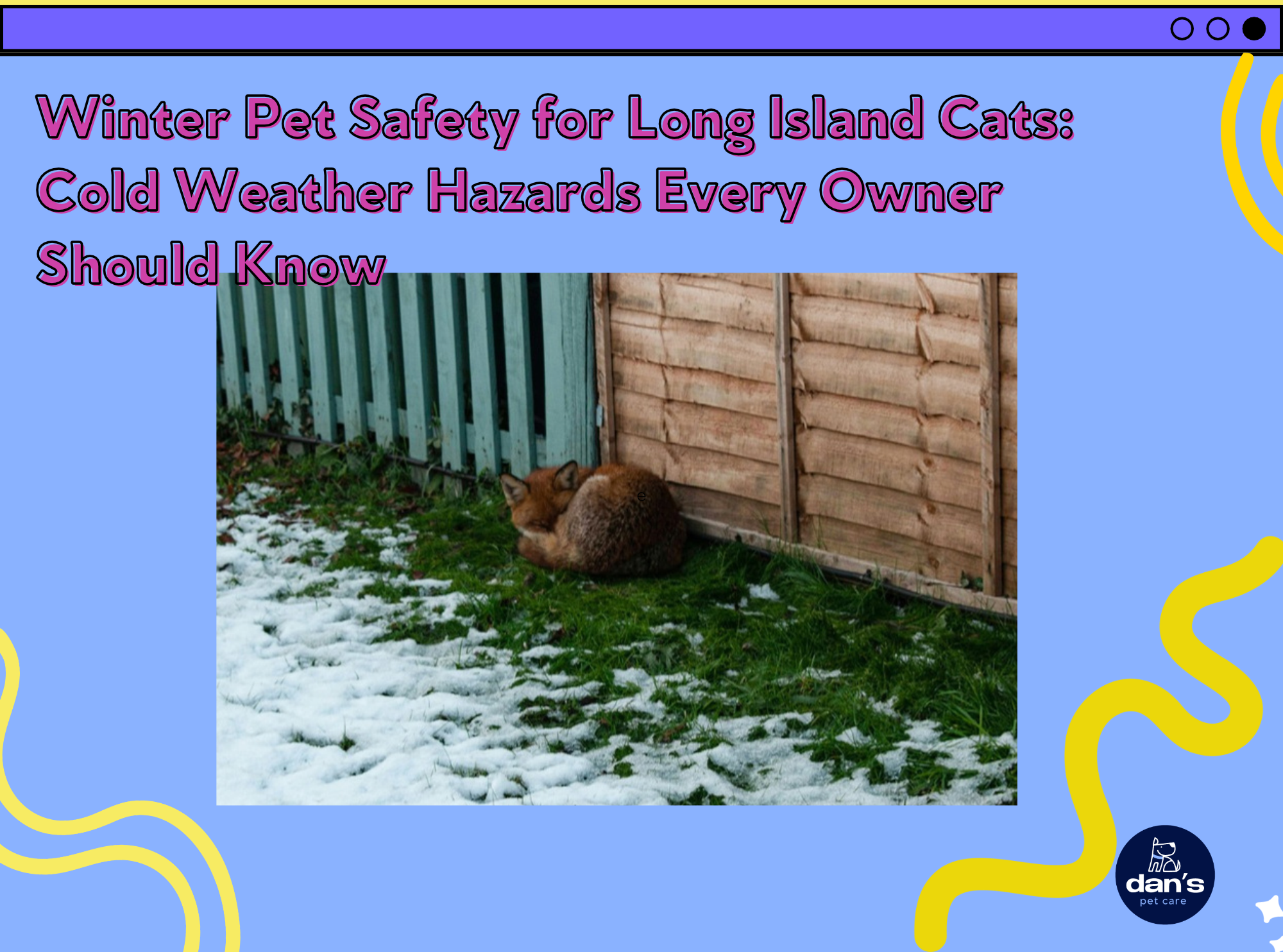 Winter Pet Safety for Long Island Cats: Cold Weather Hazards Every Owner Should Know | Dan's Pet Care