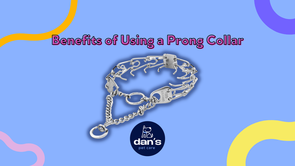 Benefits of Using a Prong Collar For Your Dog — Dan's Pet Care