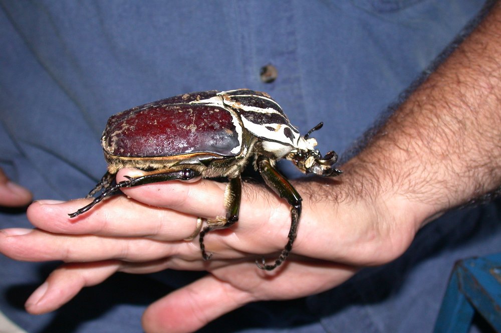 The world s largest insect is the goliath beetle dan s pet care