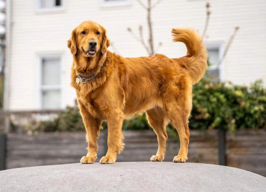 Golden Retriever Dog Breeds Compatible With Cats Golden Retriever