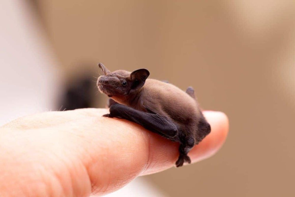 Bumblebee Bat is the World's Smallest Mammal — Dan's Pet Care