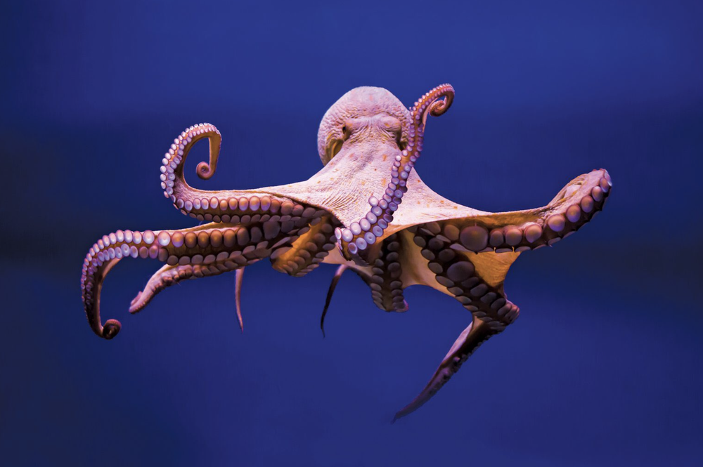 An octopus has three hearts — Dan's Pet Care
