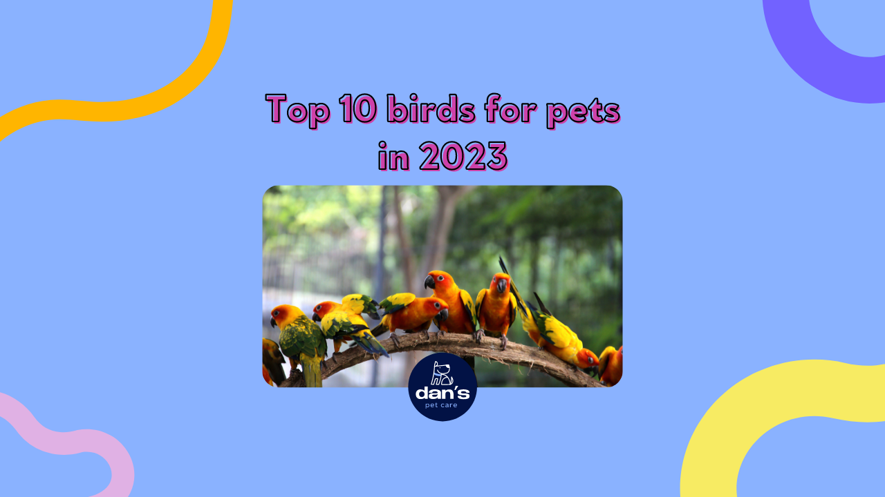 bird anime Animals and Pet Supplies Pet Health dogs in 2023