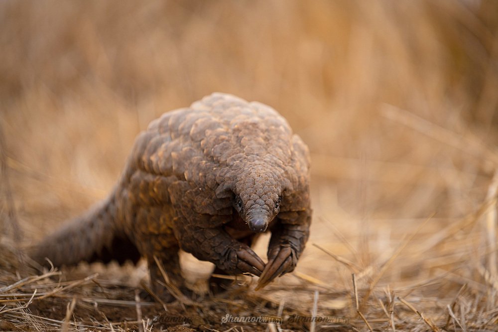 The pangolin is the worlds most poached and trafficked animal. — Dan's Pet  Care