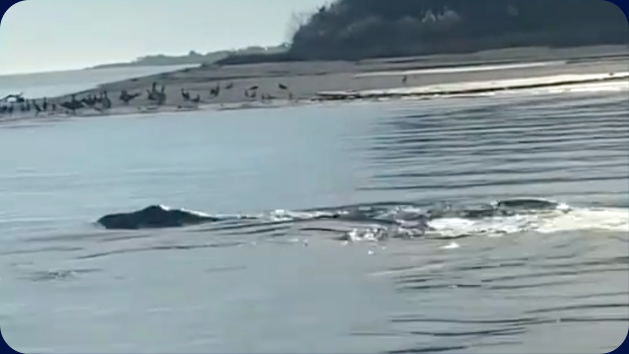 A Mysterious Sea Creature Was Spotted In North Carolina! 