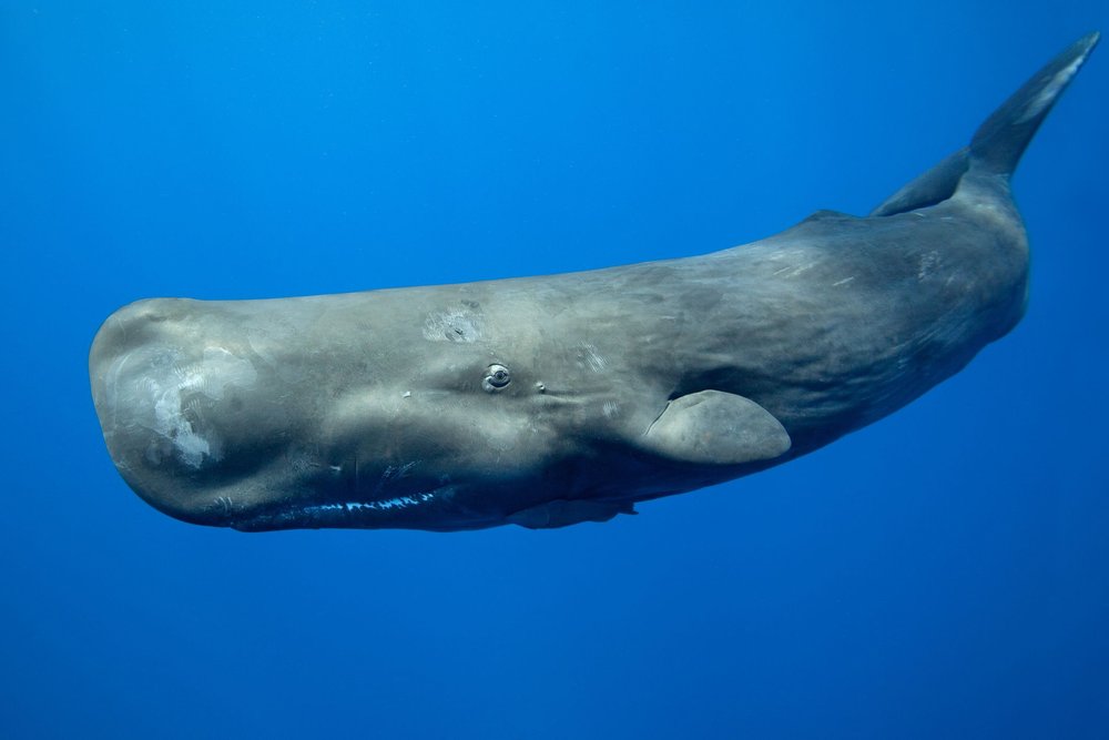 Sperm whales are the world's largest predator — Dan's Pet Care
