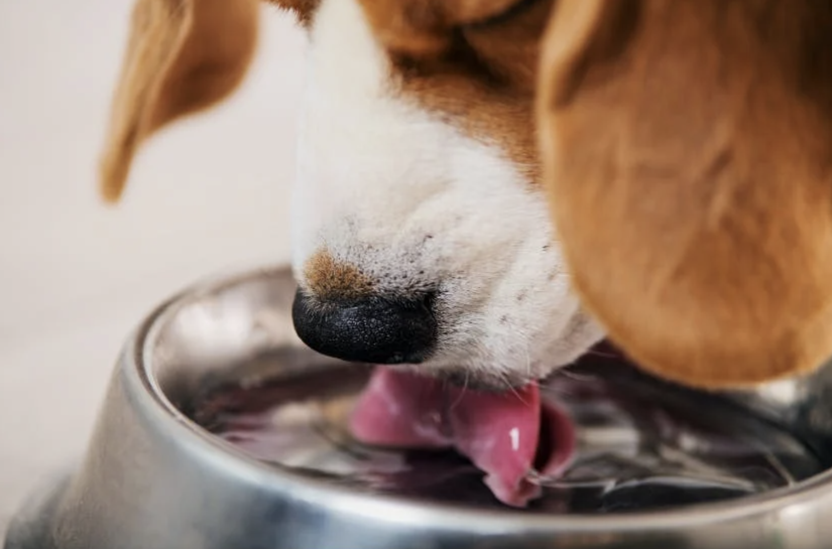 Cleaning Your Dog's Water Bowl — Dan's Pet Care