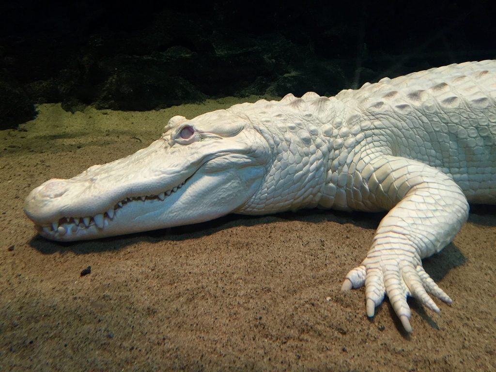 The Secret World of Albino Crocodiles 🐊 — Dan's Pet Care