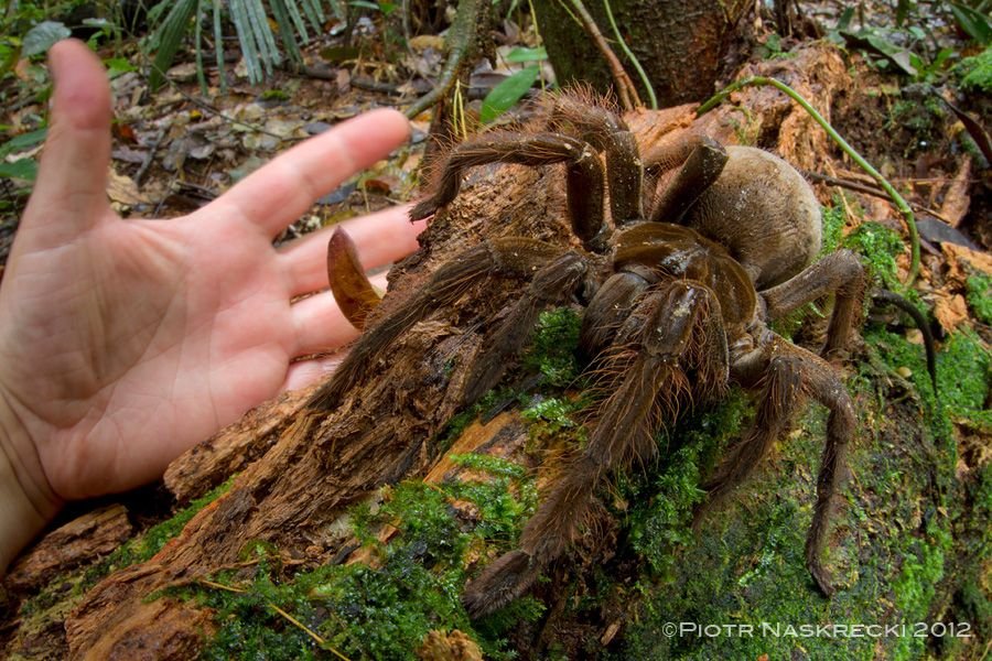 The World's Largest Spider 🕷 — Dan's Pet Care The World's Largest Spider 🕷 — Dan's Pet Care