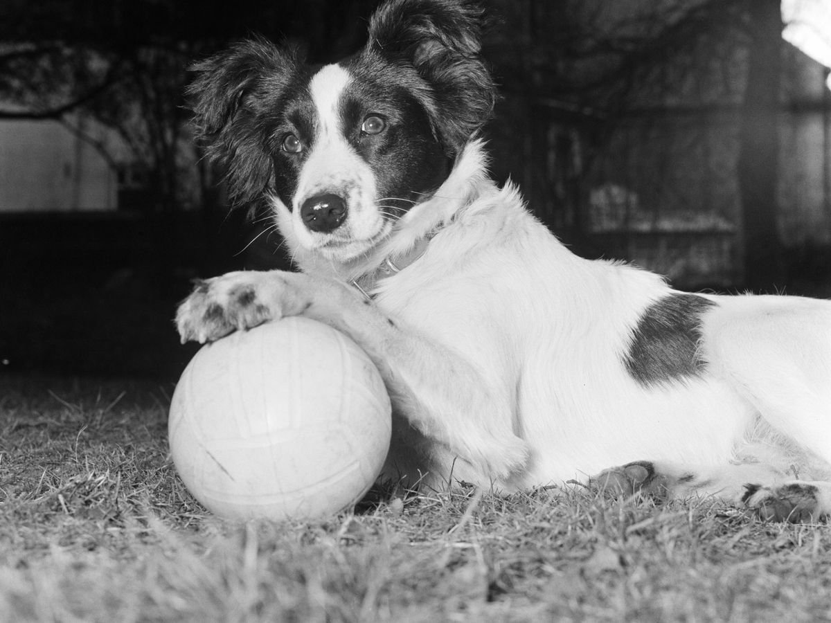 Pickles: The Dog That Found The Stolen 1966 World Cup — Dan's Pet Care