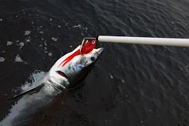 MAko on Gaff.jpg