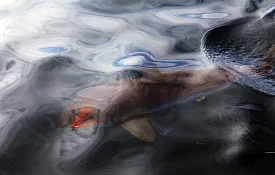 MAko Silk.jpg