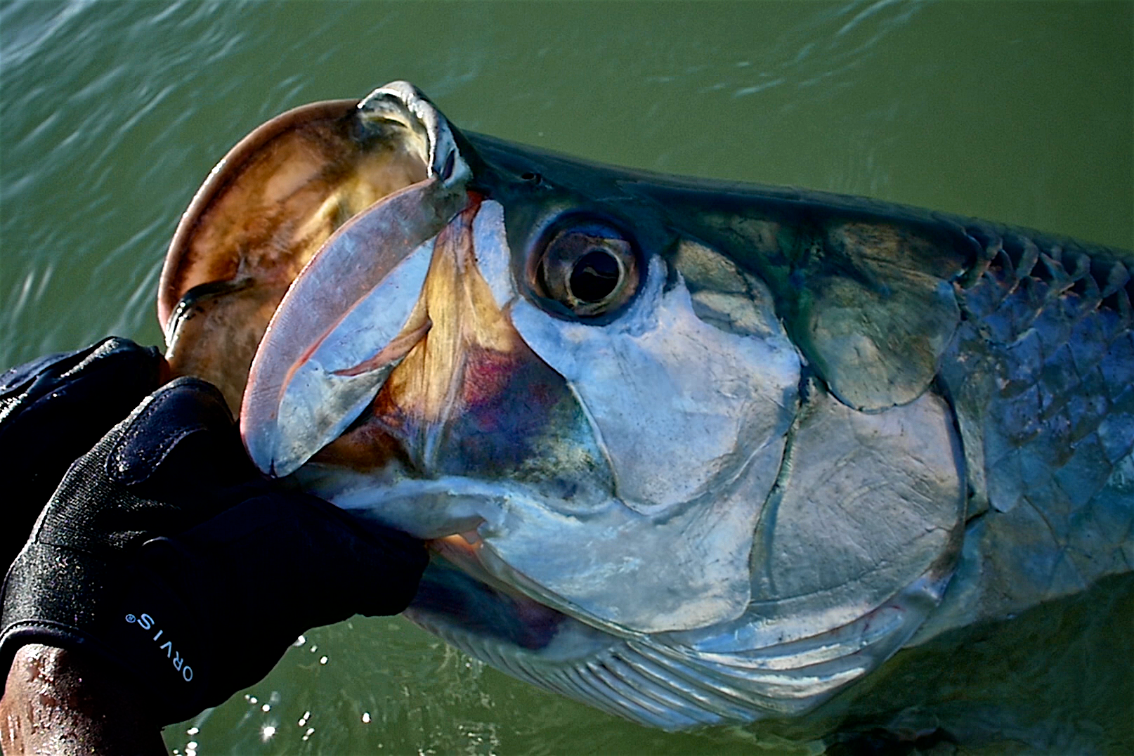 Tarpon Face Orvis Glove.png