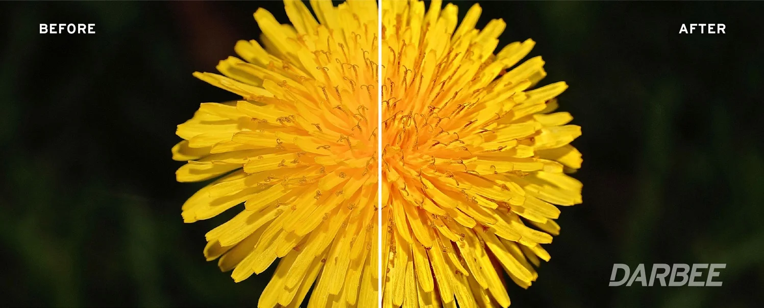 dandelion sidebysidefullpop100.jpg