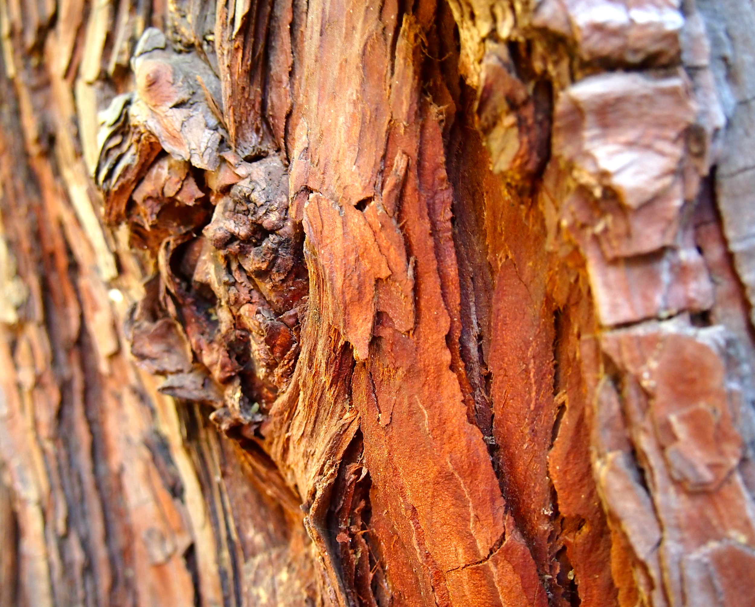 Tree Bark in Yosemite