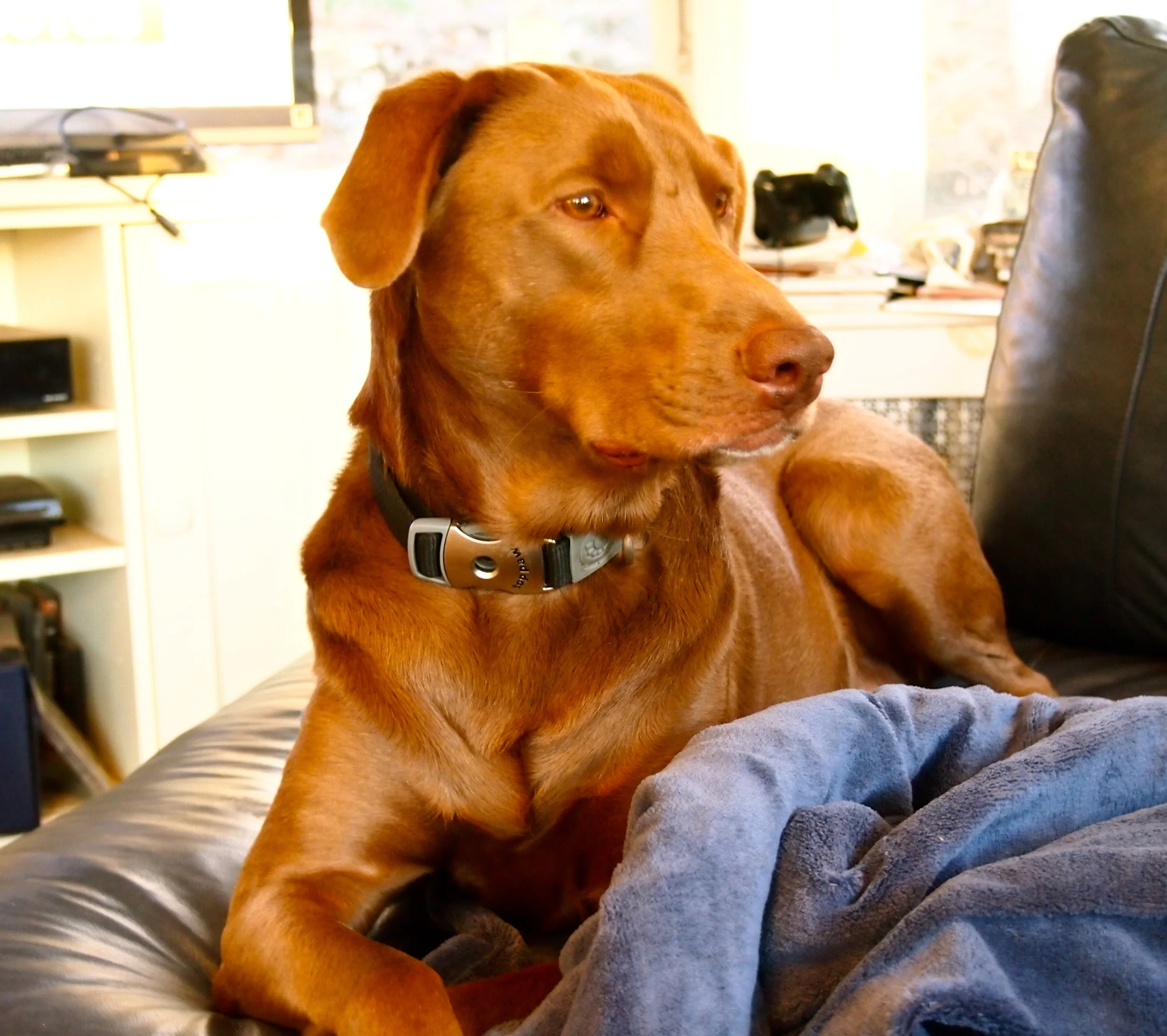 A Tryptich of the tale of Tucker the "awake."