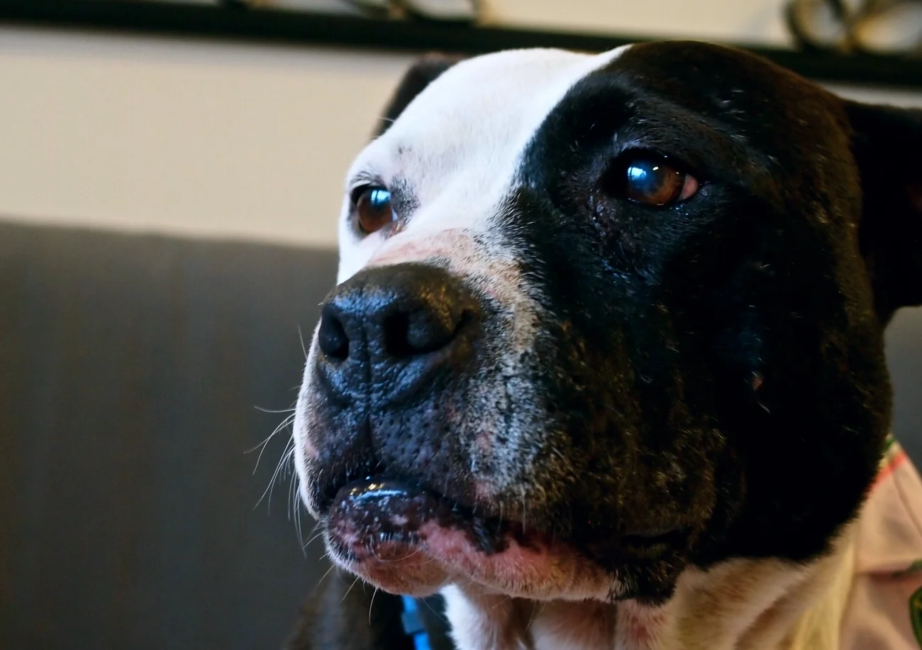 I forgot to show you my favorite part of the Bellflower photoshoot